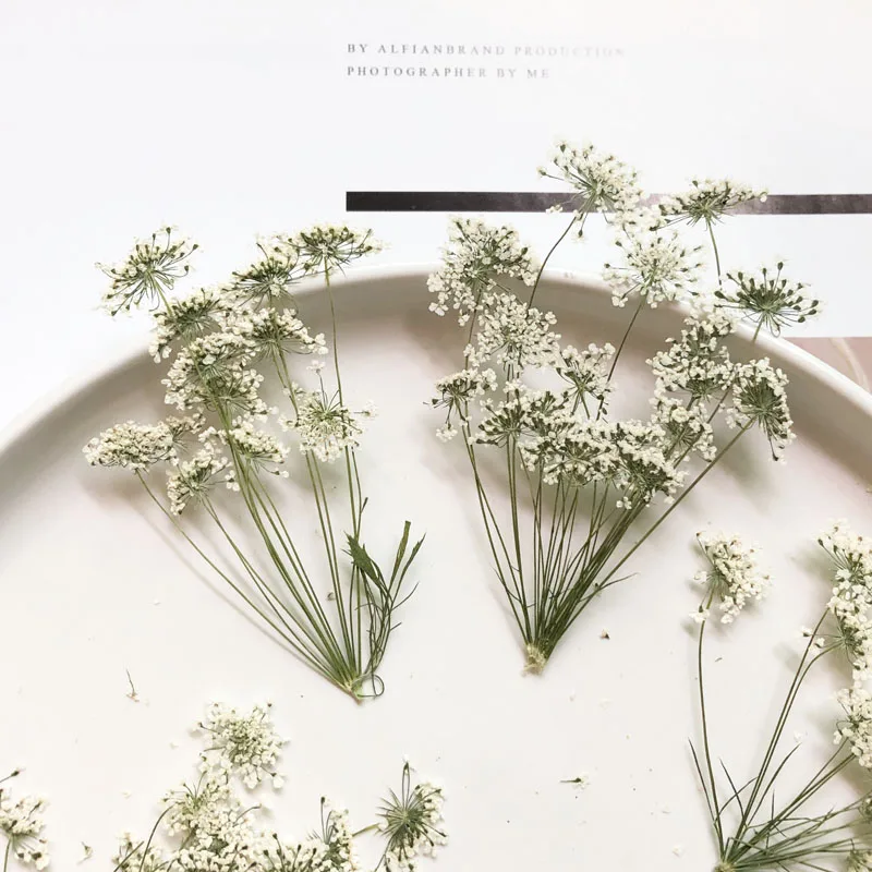 5-7cm/12pcs,Snow Tiny Flowers  - Craft Embellishments reseña y precio