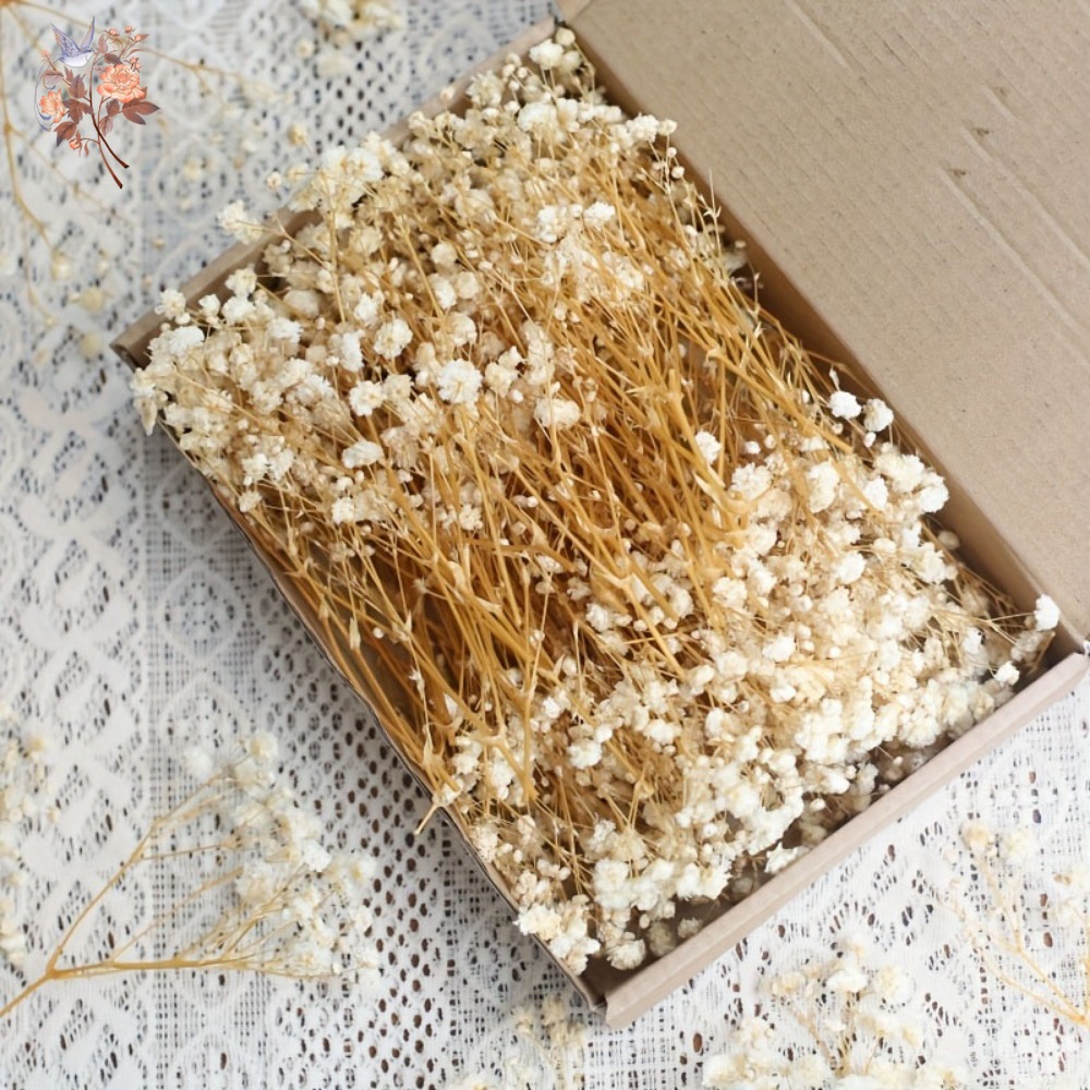 100pcs Mini Dried Baby's Breat - Craft Embellishments reseña y precio