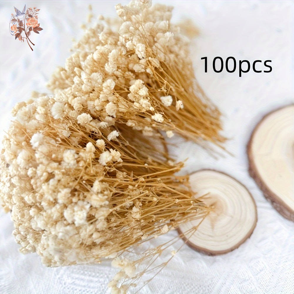 100pcs Mini Dried Baby's Breat - Craft Embellishments reseña y precio