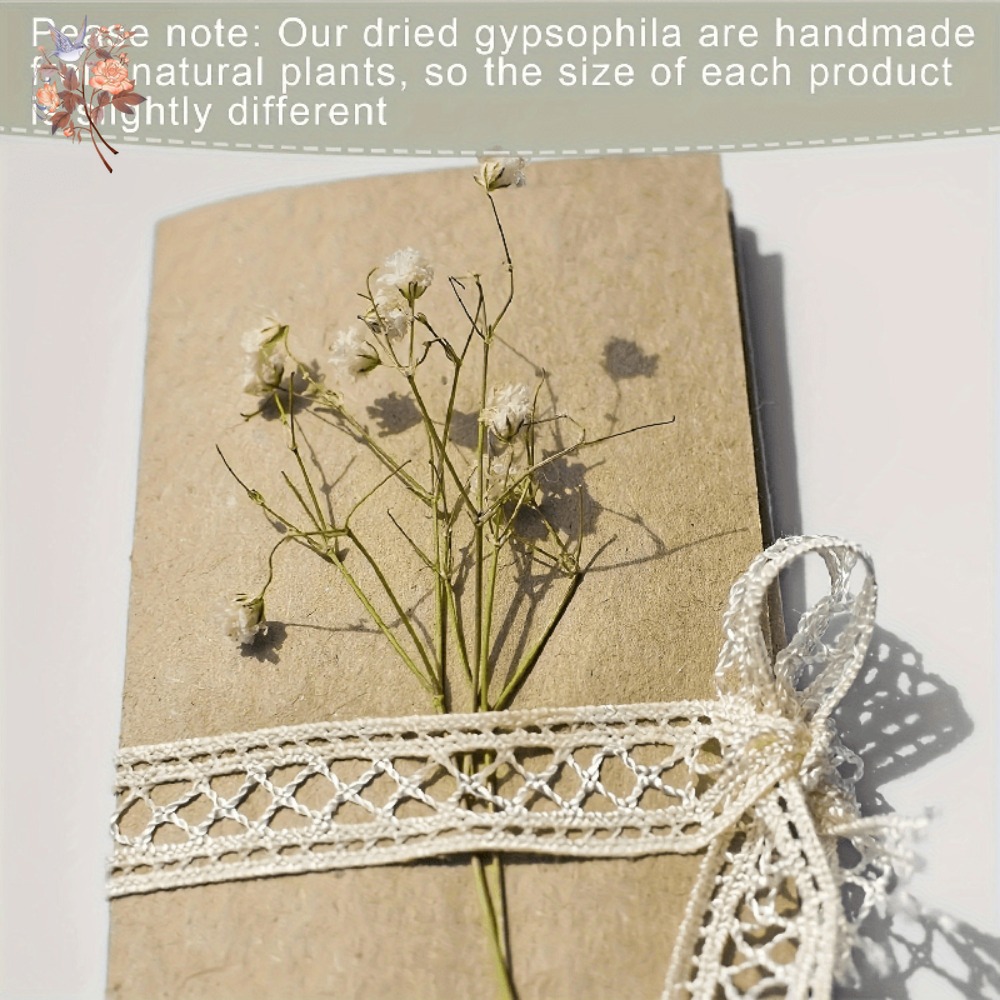 100pcs Mini Dried Baby's Breat - Craft Embellishments reseña y precio